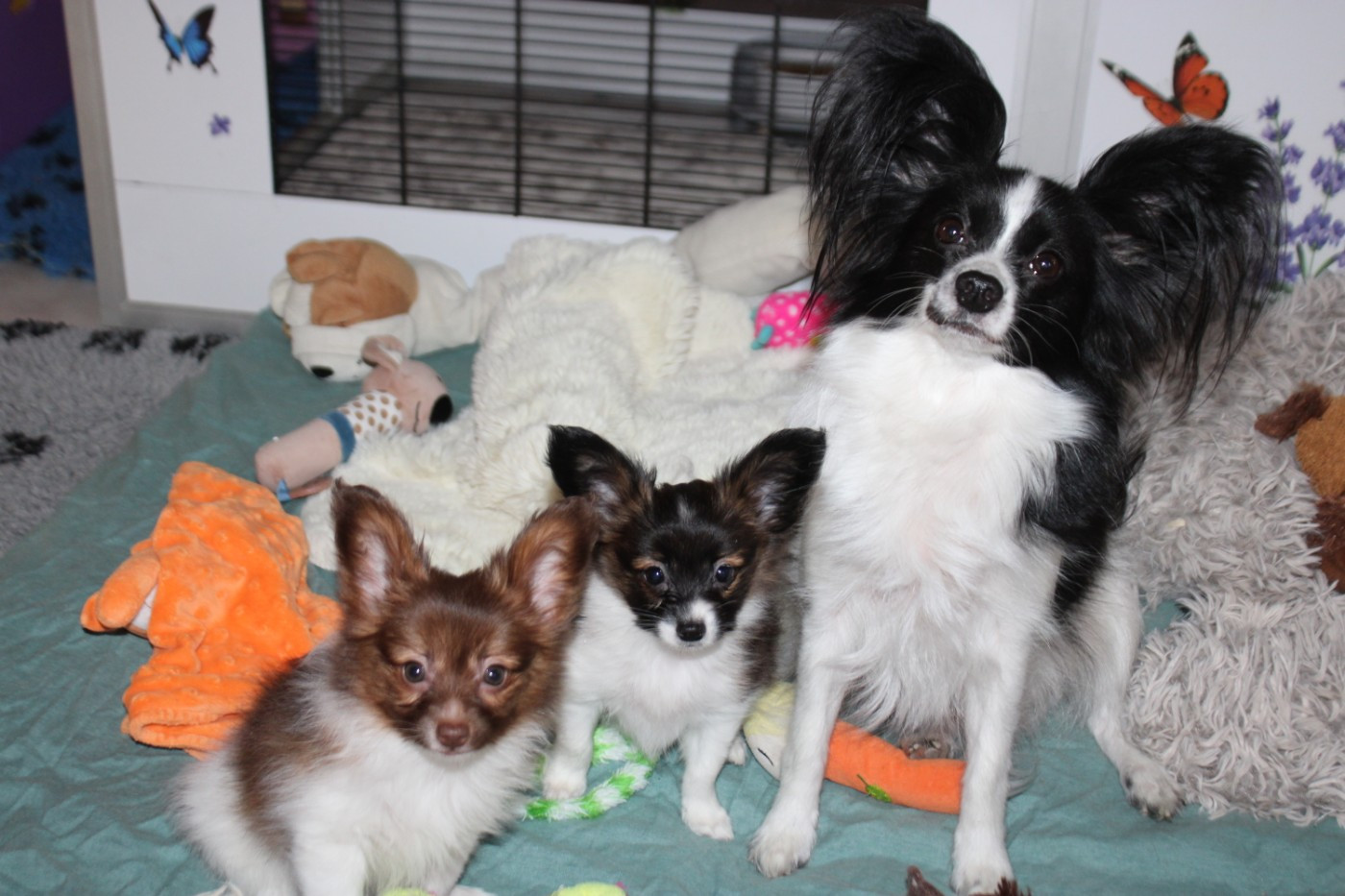 LES DEUX LOULOUS DE RINA