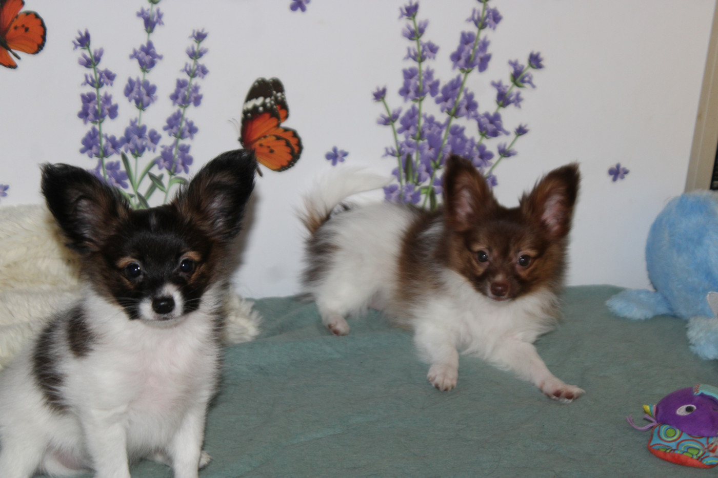 De La Vallée De La Py - LES DEUX LOULOUS DE RINA