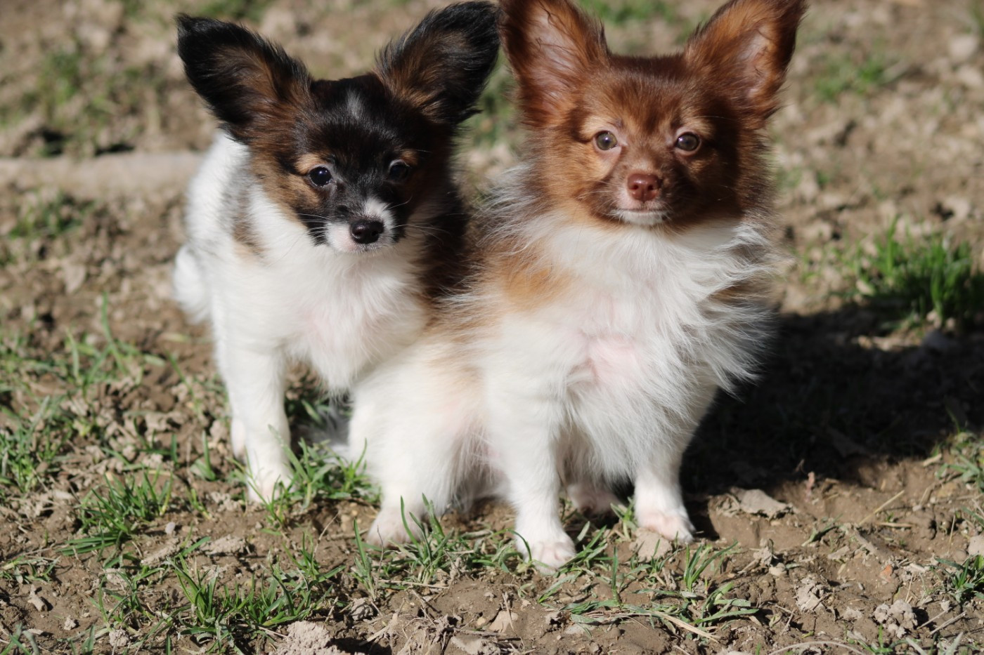 De La Vallée De La Py - Premiére sortie pour les loulous