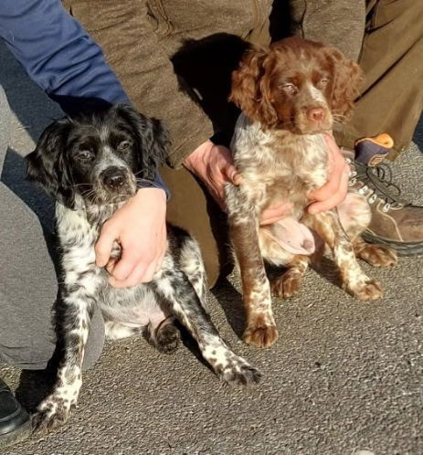 De La Vallée De La Py - Reçu une photo des deux frères merci AIKO ET ALPHA DIT ATLAS DE LA VALLEE DE LA PY 😊
