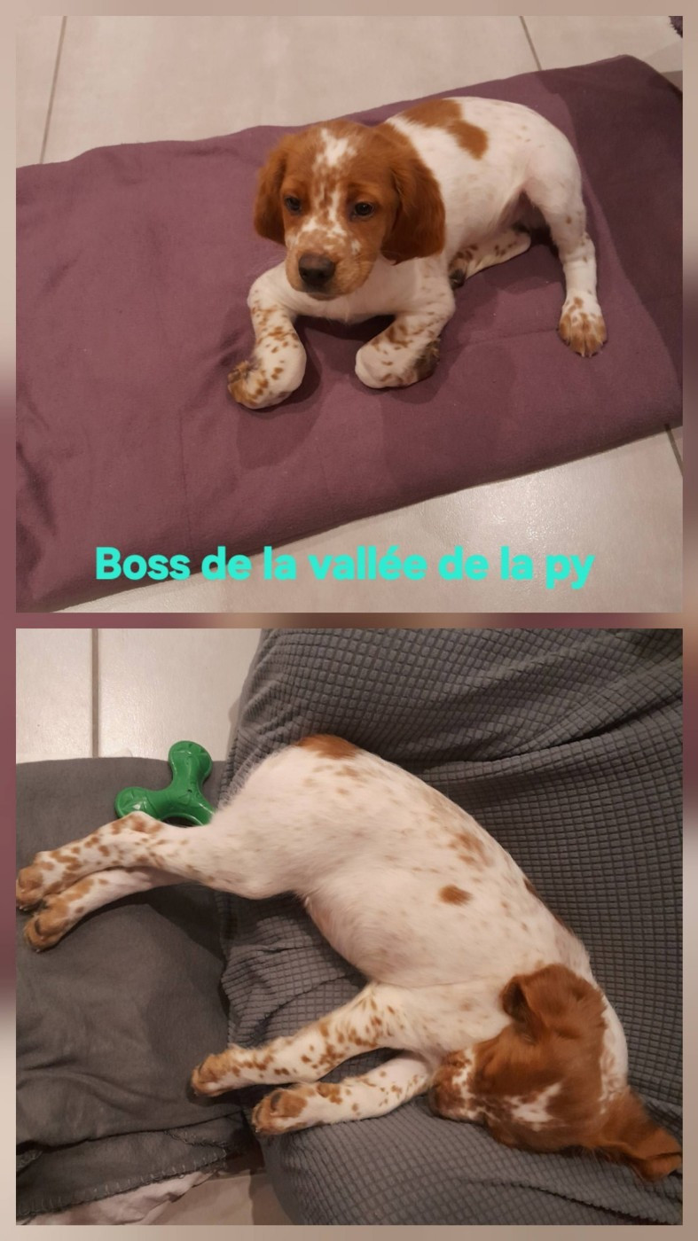 De La Vallée De La Py - Reçu des photos de Boss merci