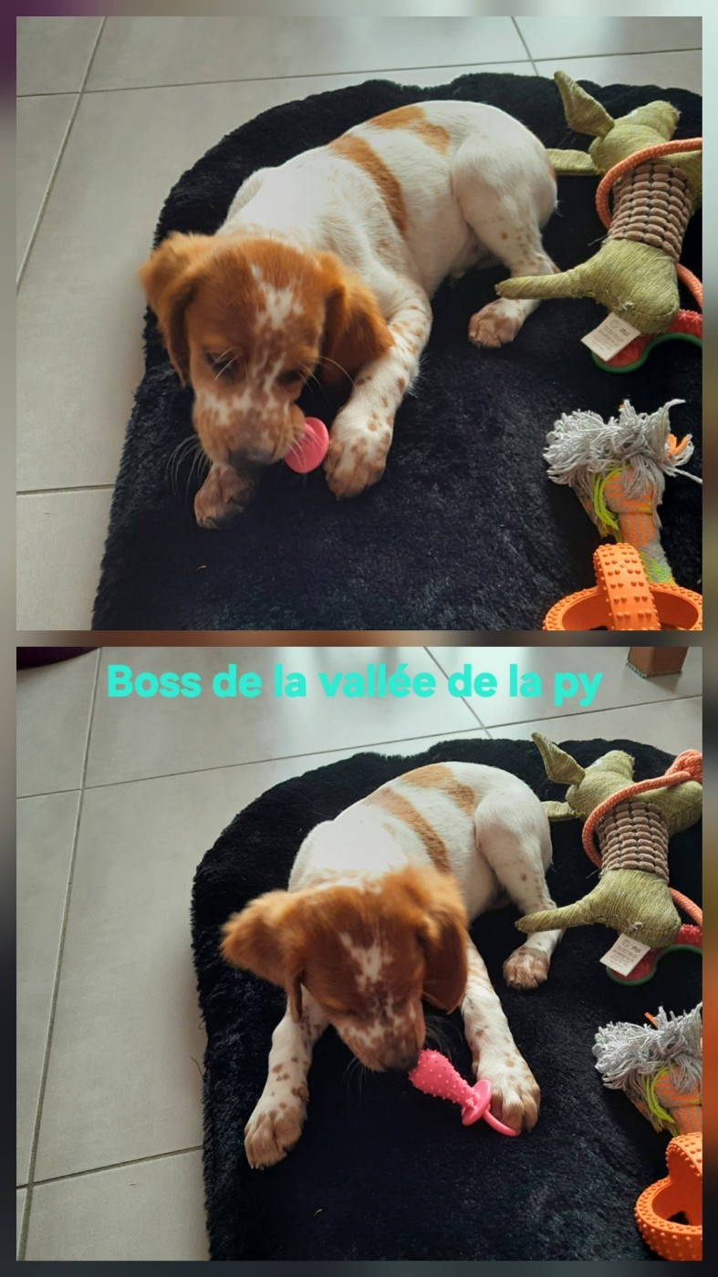 Reçu des photos de Boss merci