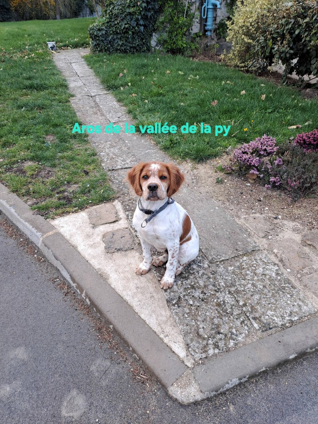 Reçu une photo de Aros merci