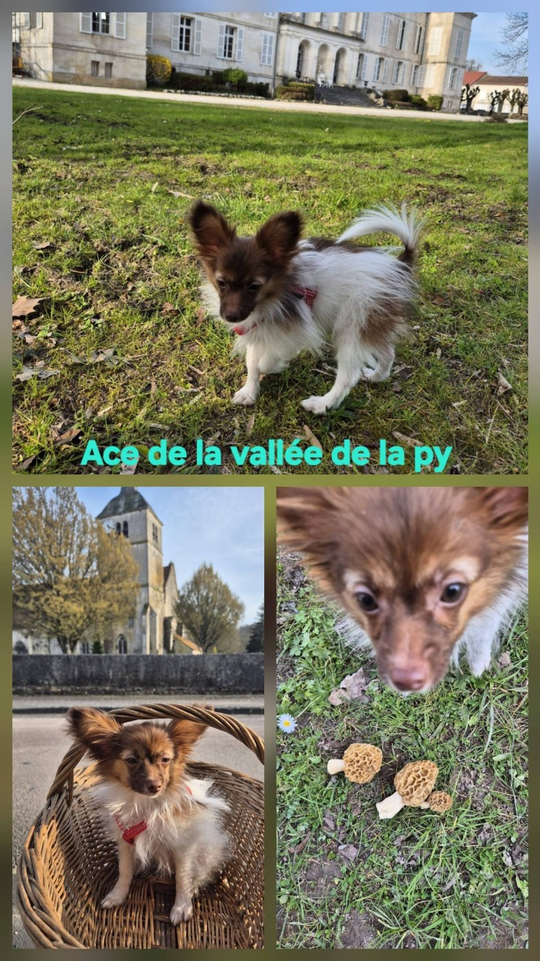 Reçu des photos de Ace merci