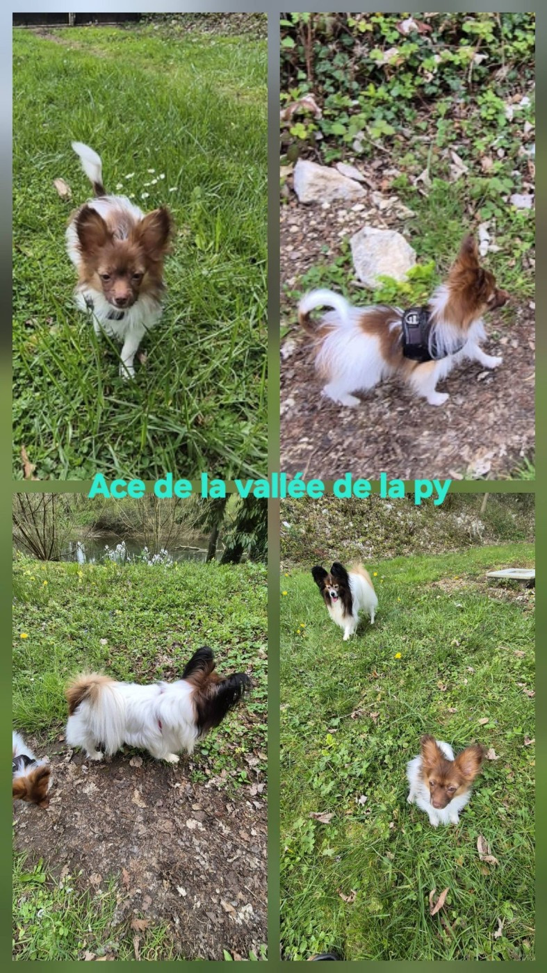 Reçu des photos de Ace merci