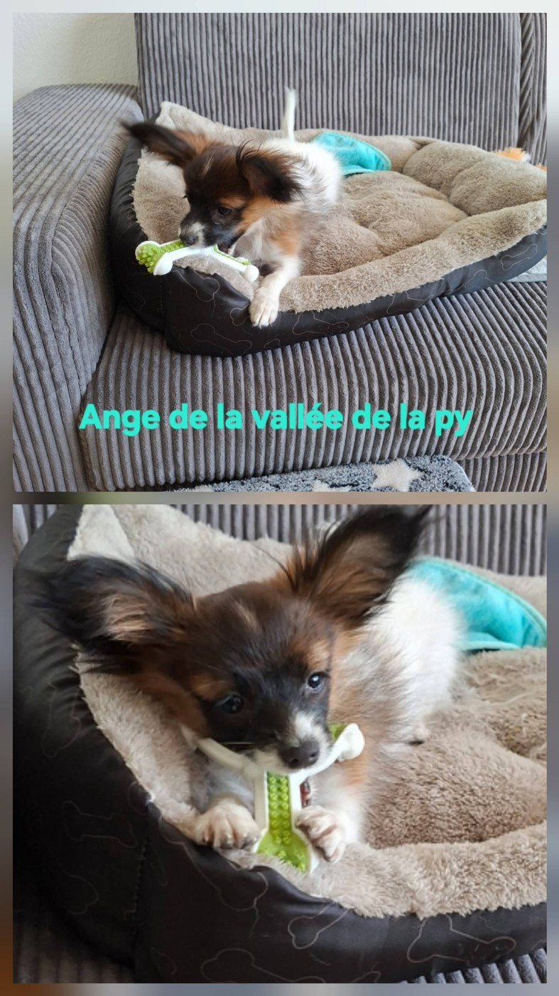 Reçu des photos de Ange merci