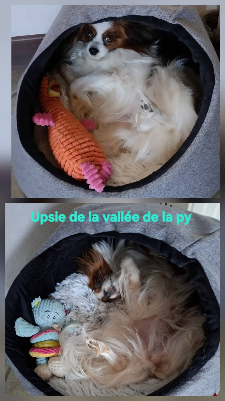 Reçu des photos de Upsie merci