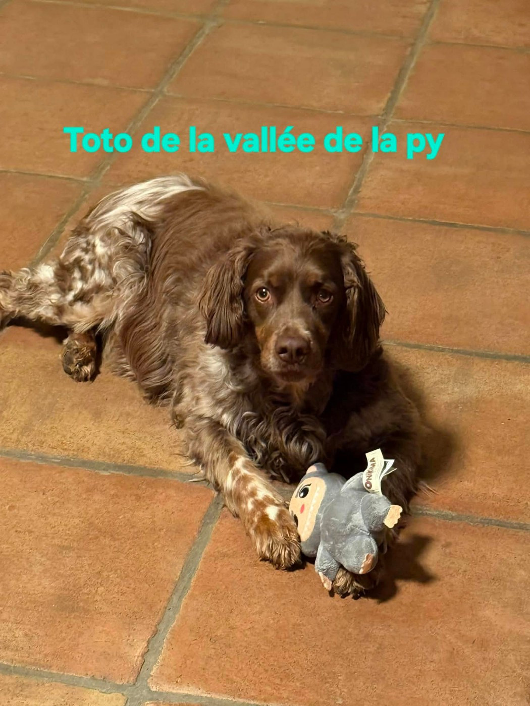 De La Vallée De La Py - Reçu une photo de Toto merci