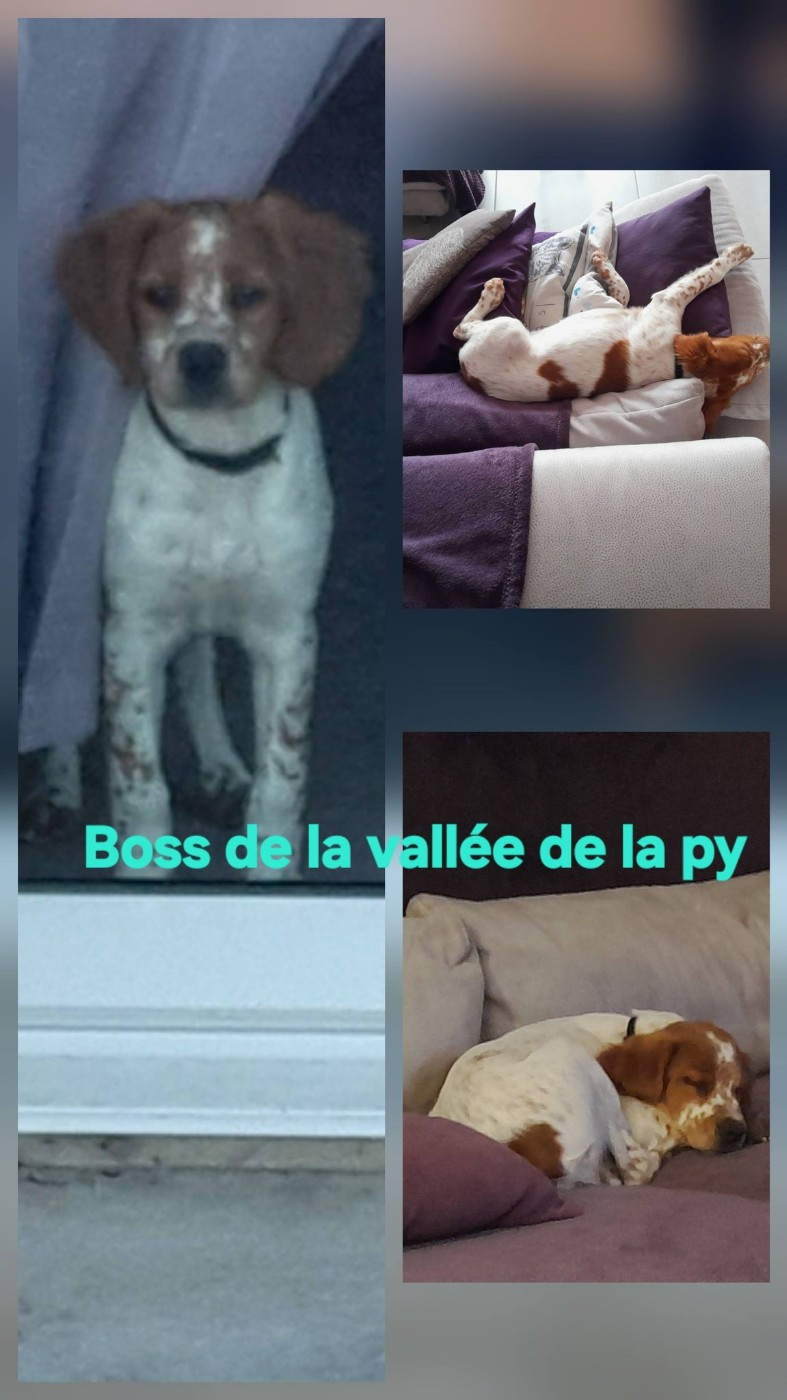 De La Vallée De La Py - Reçu des photos de Boss merci