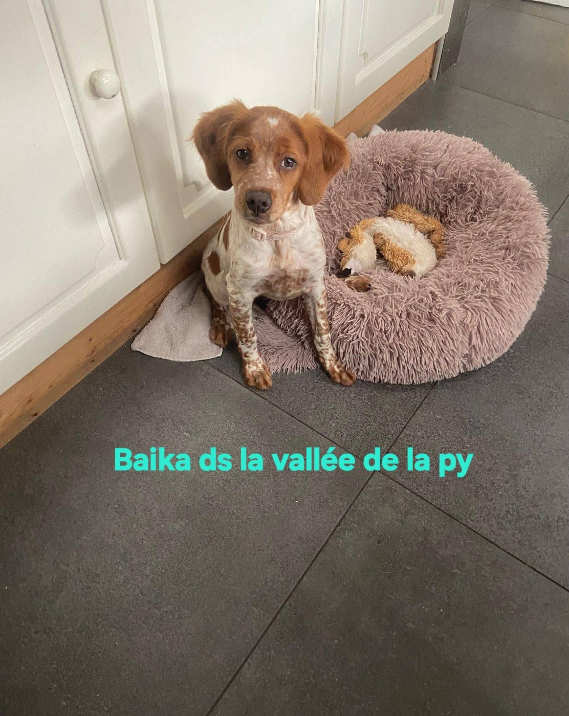 De La Vallée De La Py - Reçu une photo de Baika merci