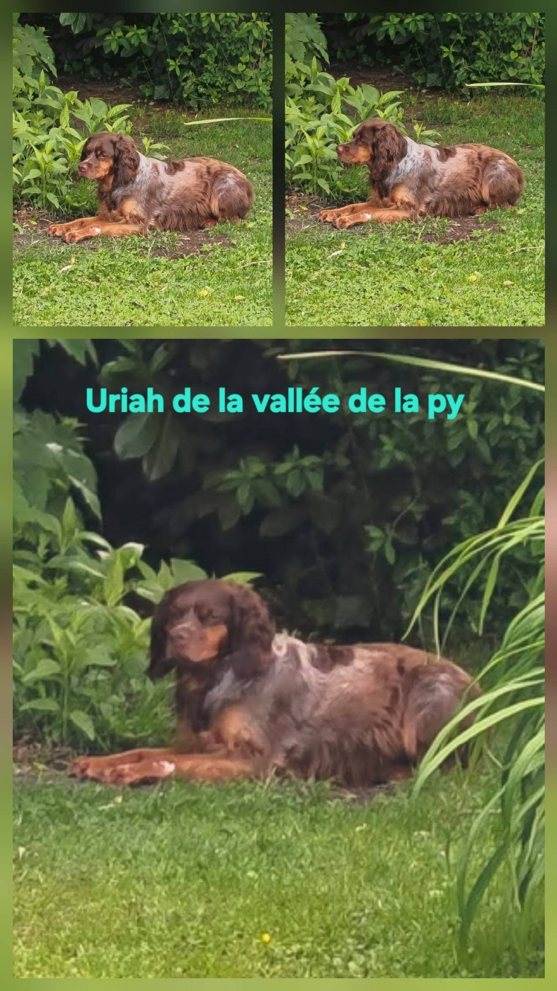 De La Vallée De La Py - Reçu des photos de Uriah merci
