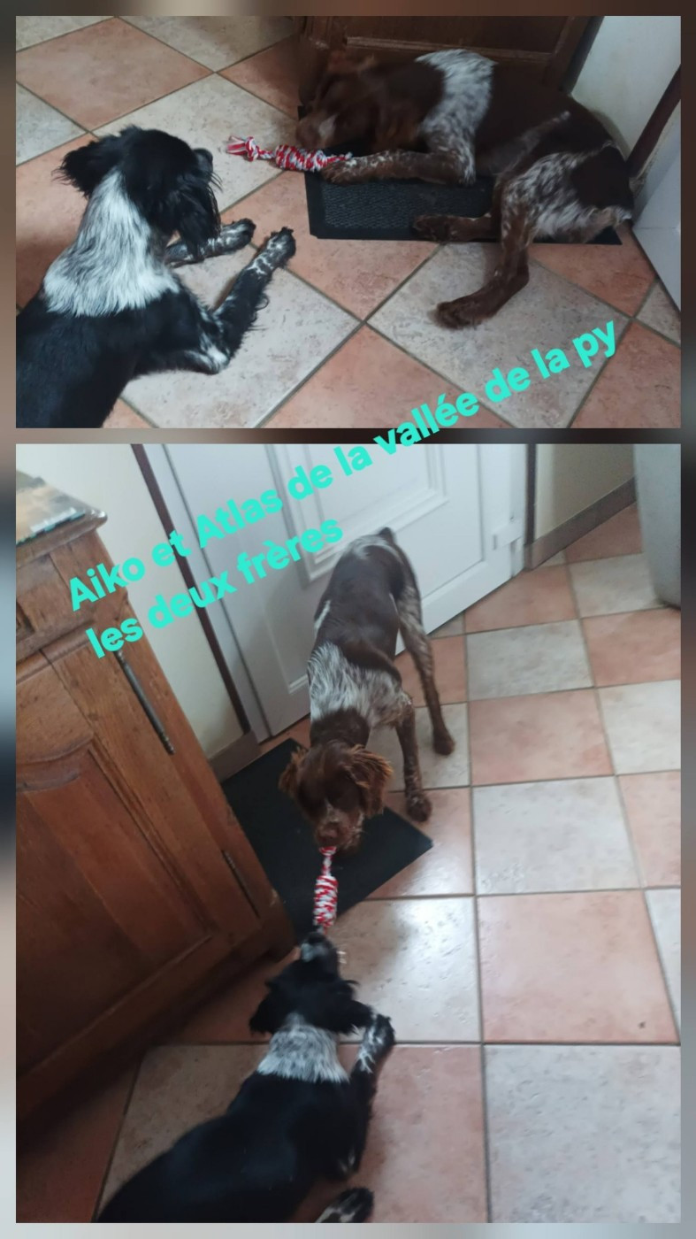 Reçu des photos de Aiko et Atlas merci
