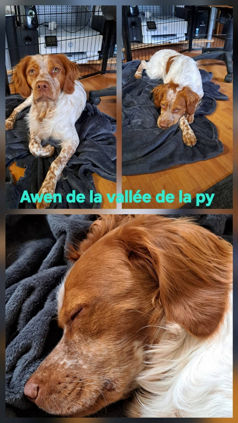 Reçu des photos de Awen merci