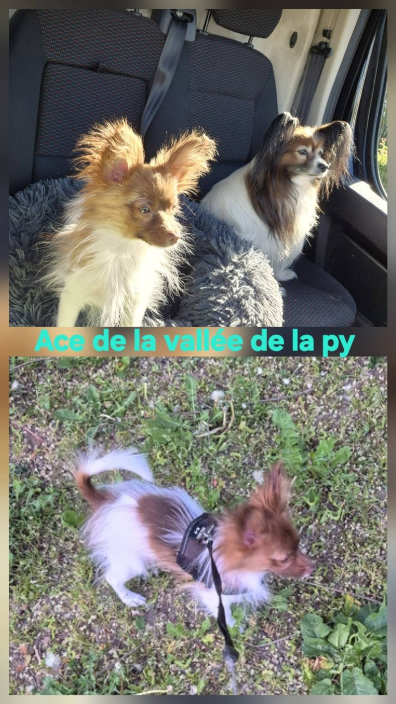 Reçu des photos de Ace merci