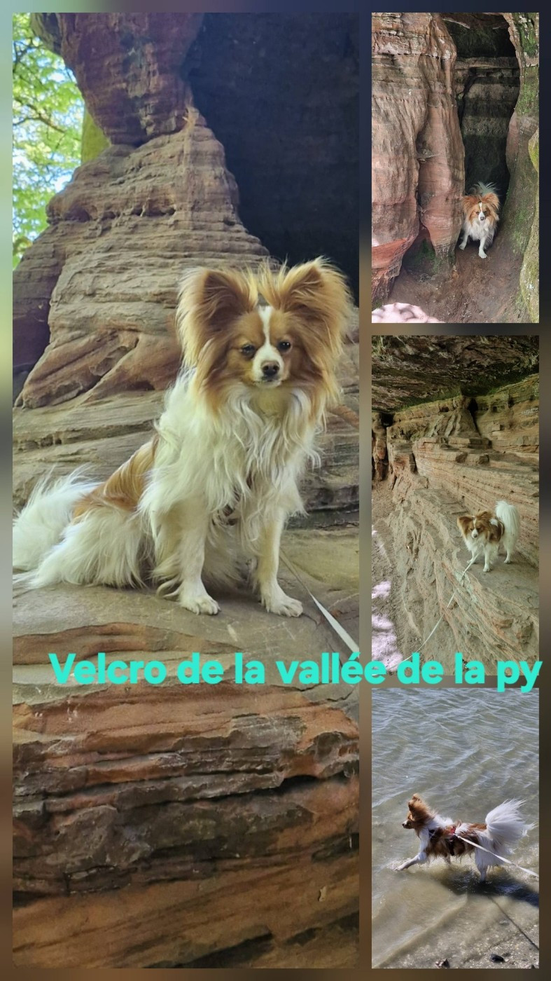Reçu des photos de Velcro merci