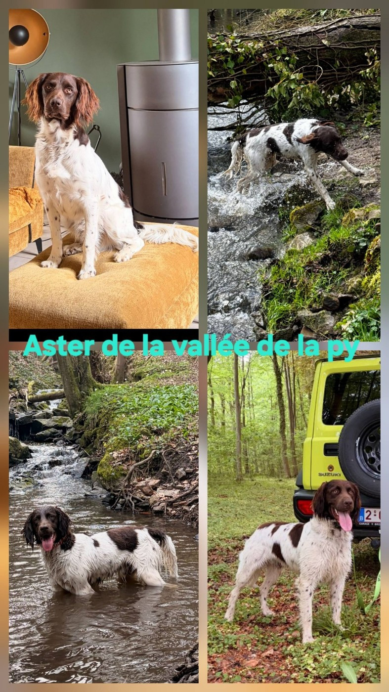 De La Vallée De La Py - Reçu des photos de Aster merci