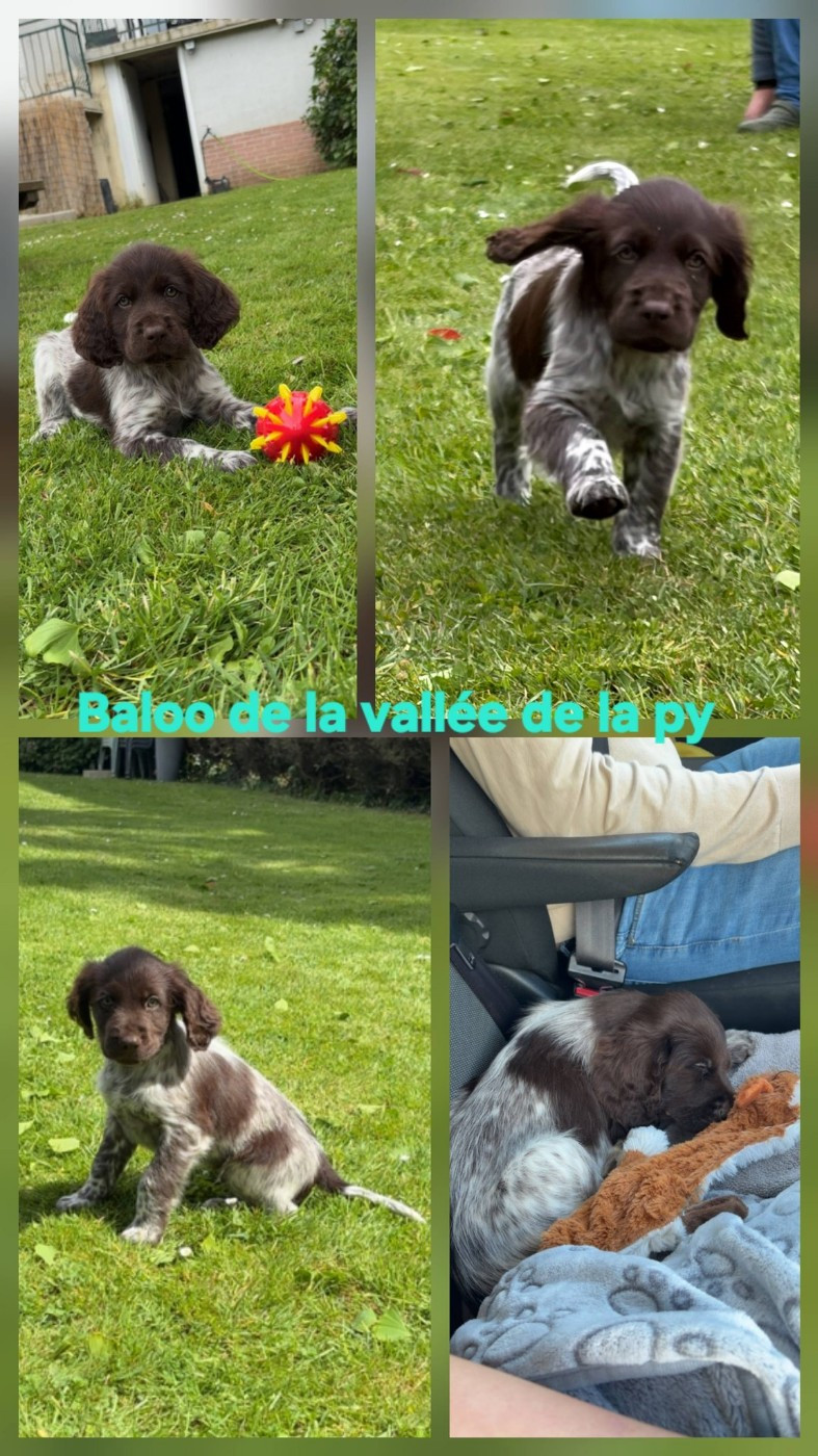De La Vallée De La Py - Reçu des photos de Baloo merci