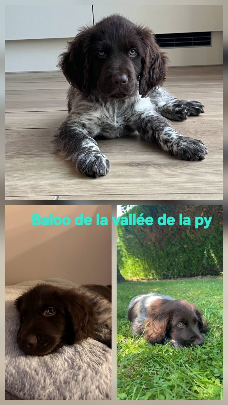 De La Vallée De La Py - Reçu des photos de Baloo merci