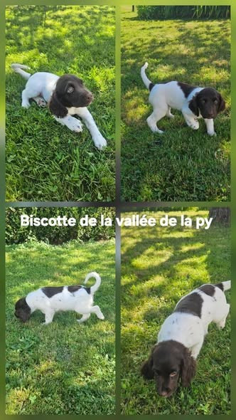 De La Vallée De La Py - Reçu des photos de Biscotte merci