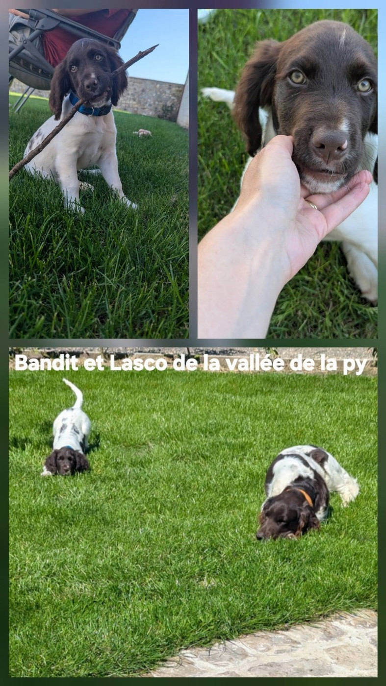 De La Vallée De La Py - Reçu des photos de Bandit et Lasco merci