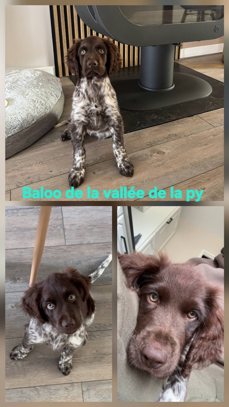 De La Vallée De La Py - Reçu des photos de Baloo merci