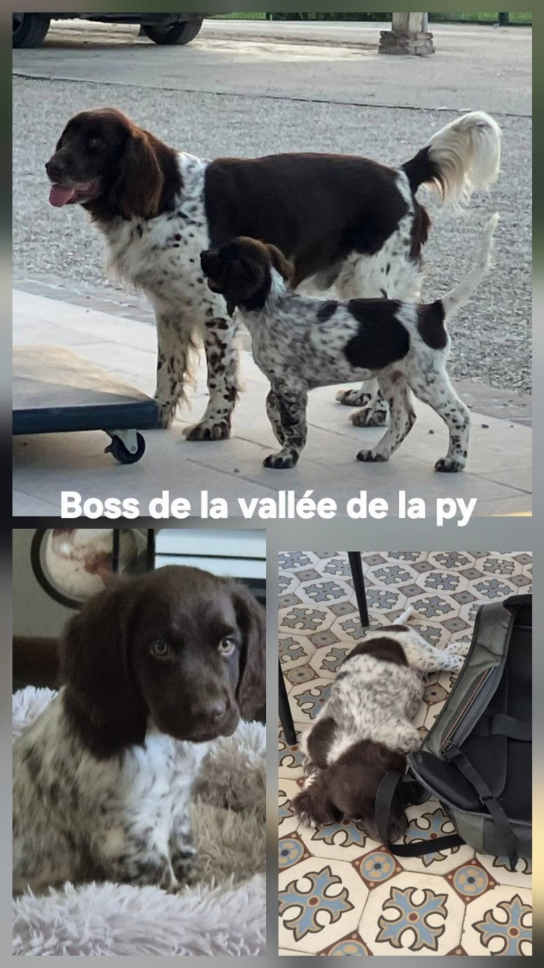 Reçu des photos de Boss merci