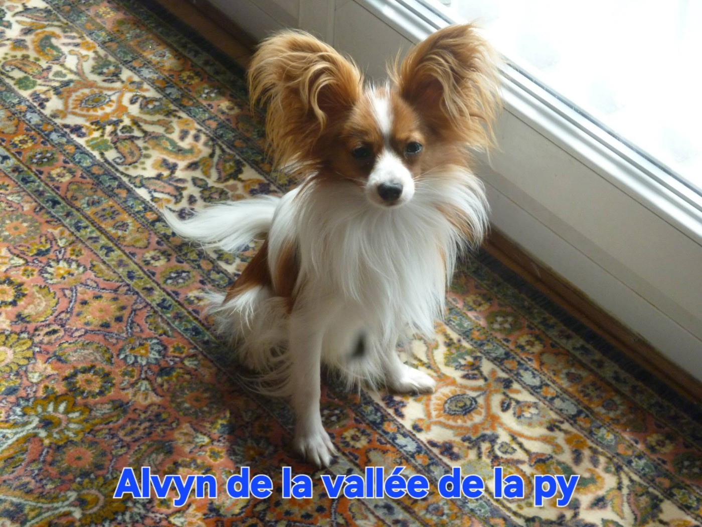 Reçu une photo de Alvyn merci