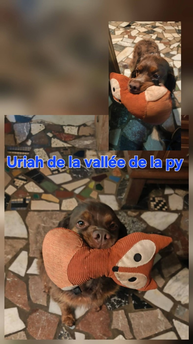 De La Vallée De La Py - Reçu des photos de Uriah merci