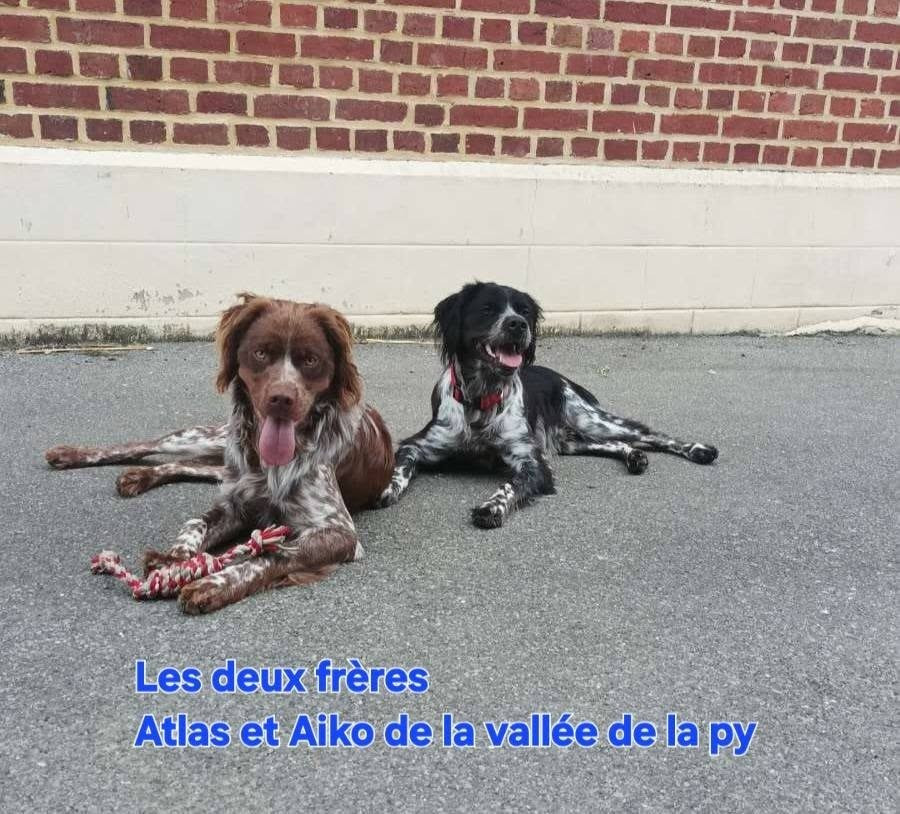 Reçu une photo de ATLAS ET AIKO merci