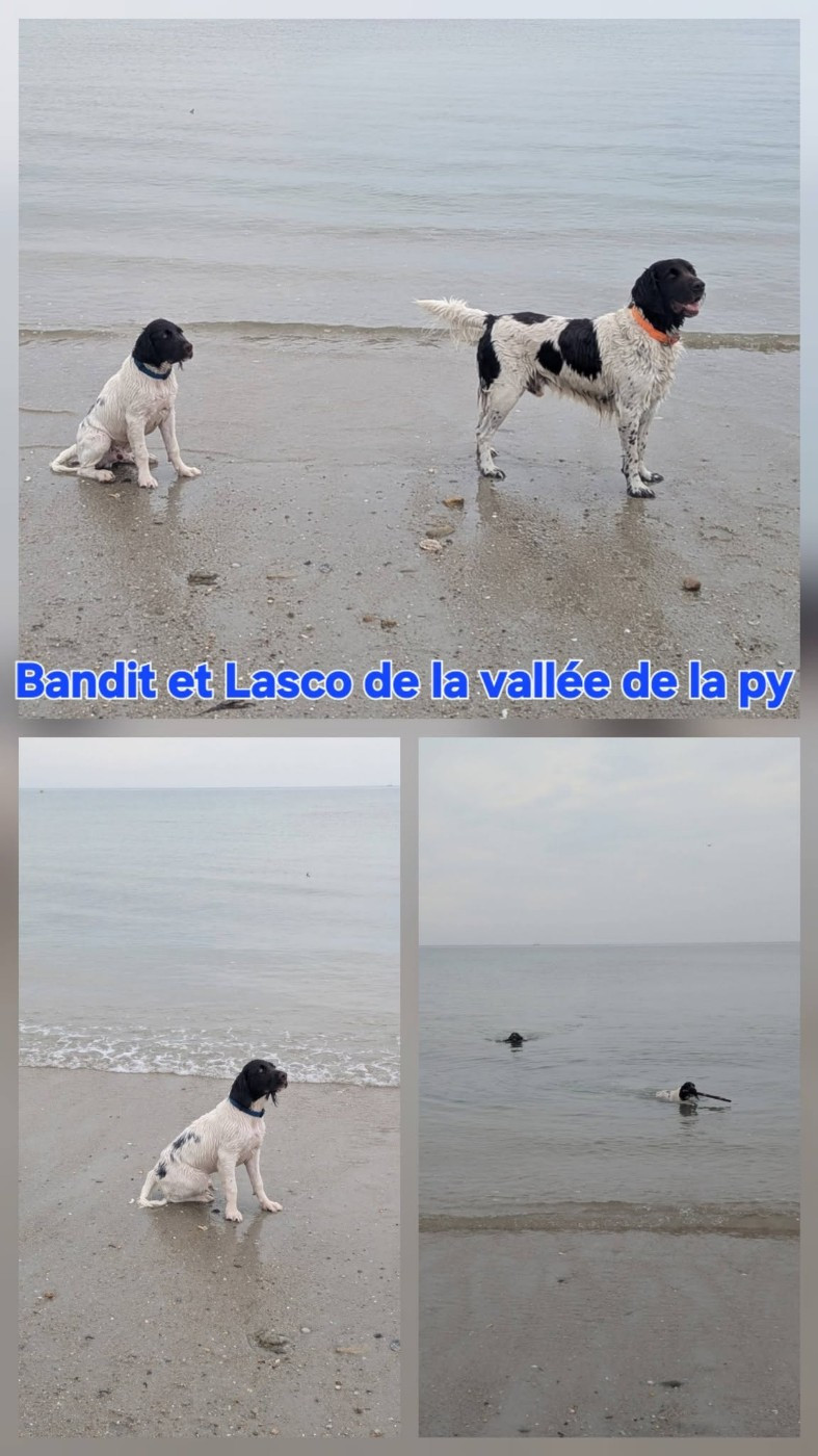De La Vallée De La Py - Reçu des photos de Bandit et Lasco merci