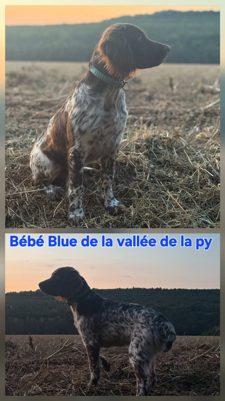 De La Vallée De La Py - Reçu des photos de Bébé Blue merci