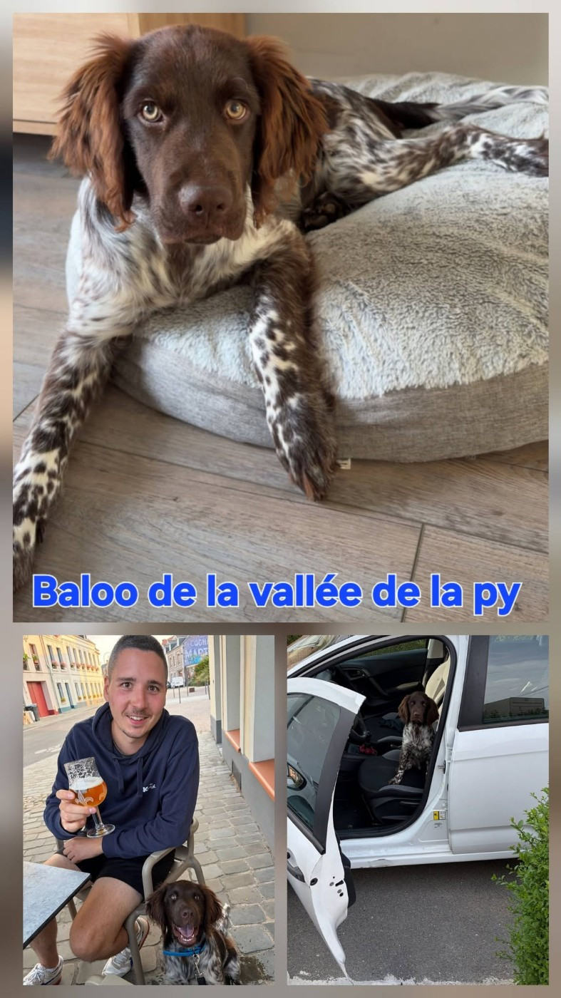 De La Vallée De La Py - Reçu des photos de Baloo merci