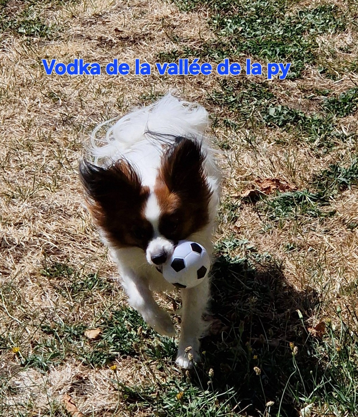 Reçu une photo de Vodka merci