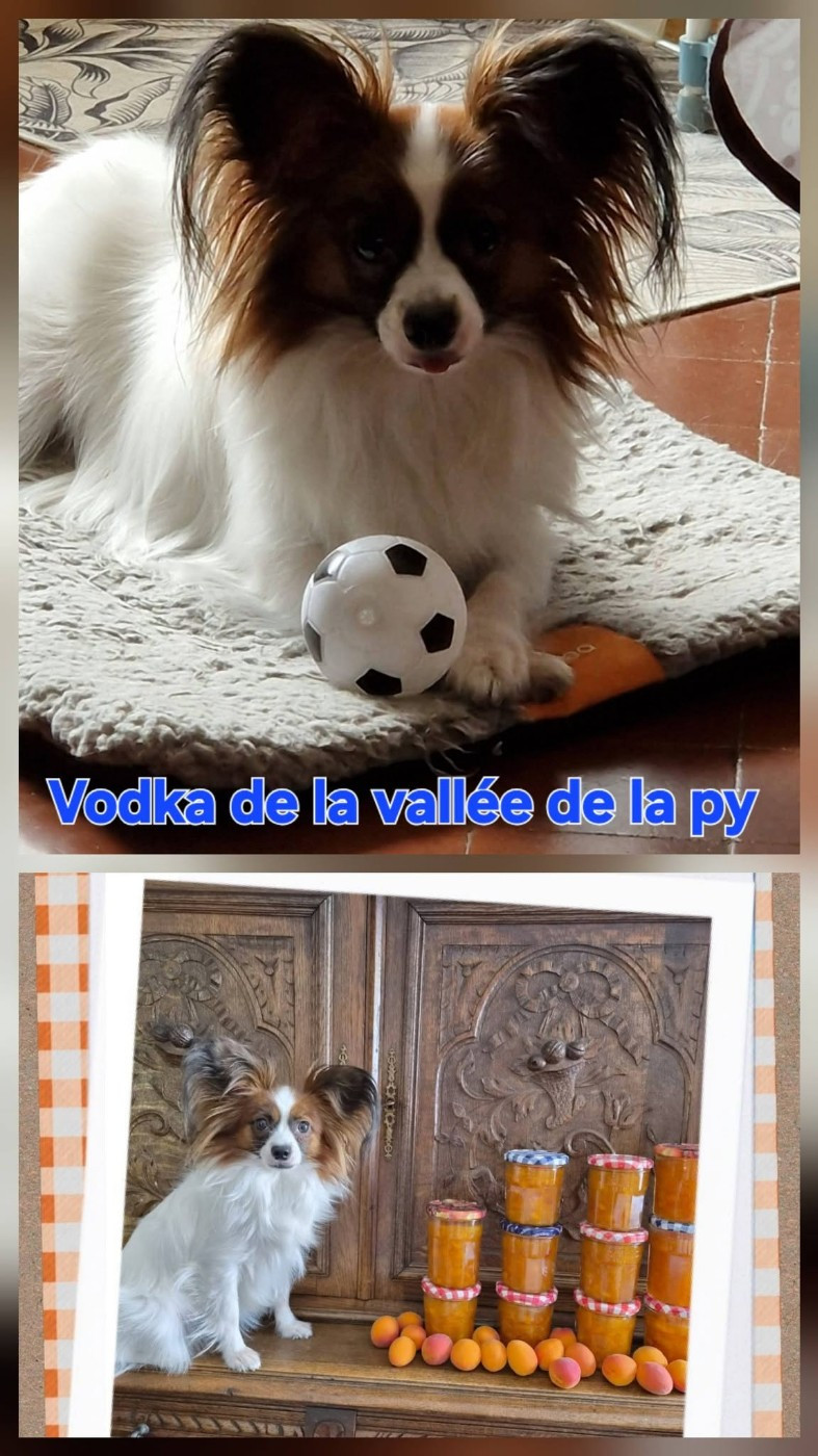 Reçu des photos de Vodka merci