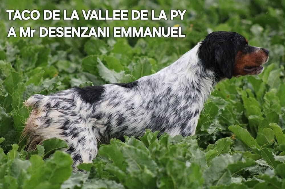 CONCOURS DE FIELD TRIAL D 'AUTOMNE 2026 POUR TACO
