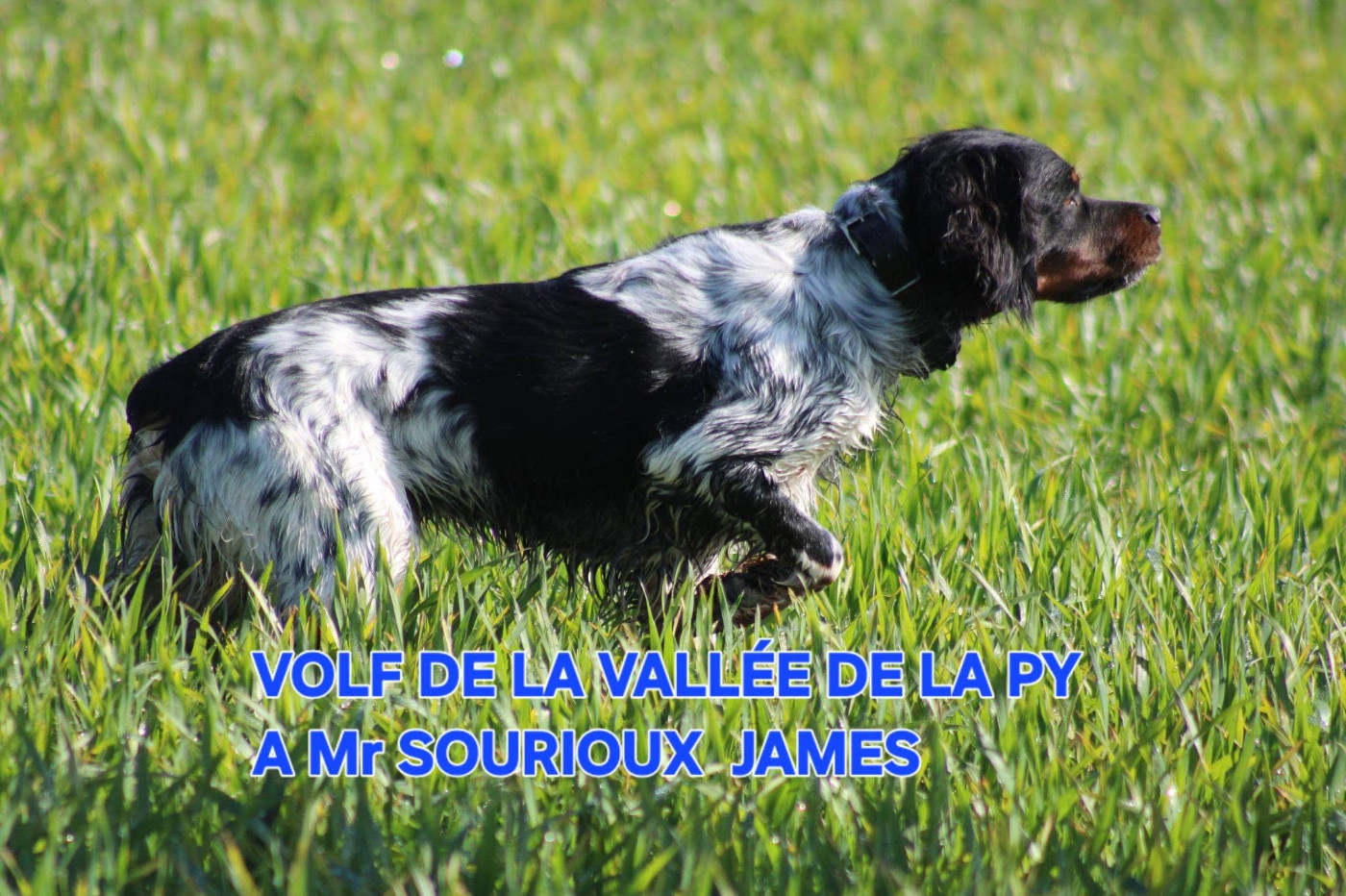 CONCOURS DE FIELD TRIAL D 'AUTOMNE 2026 pour VOLF
