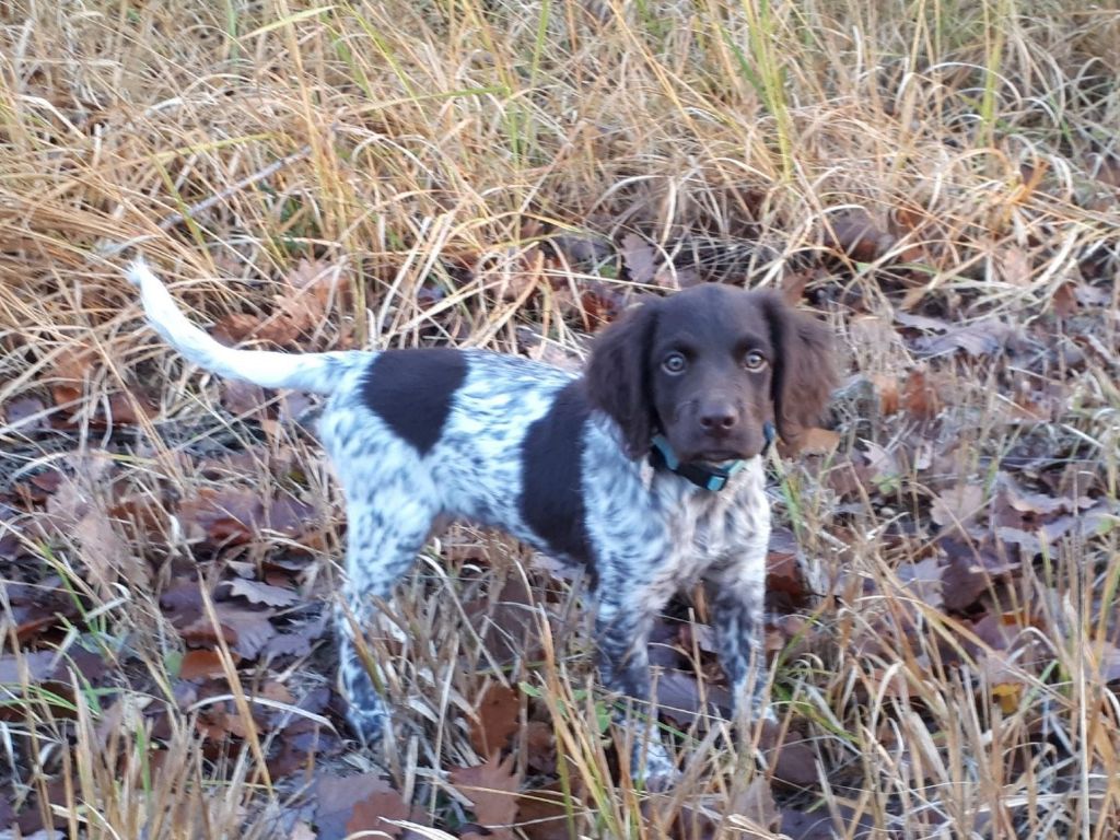 de la vallée de la Py - Reçu une photo de Ruska de la vallée de la py merci