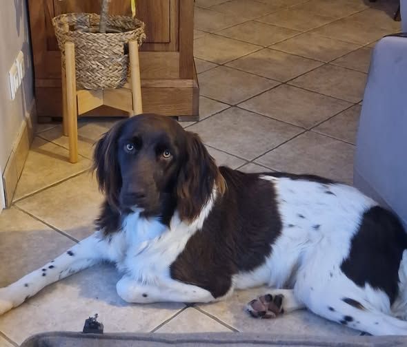 De La Vallée De La Py - Reçu une photo de Arrow de la vallée de la py merci