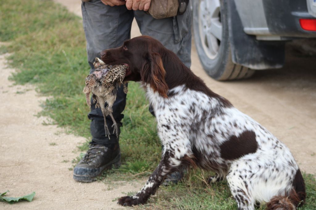 de la vallée de la Py - CONCOURS DE FIELD TRIAL D AUTOMNE 2021