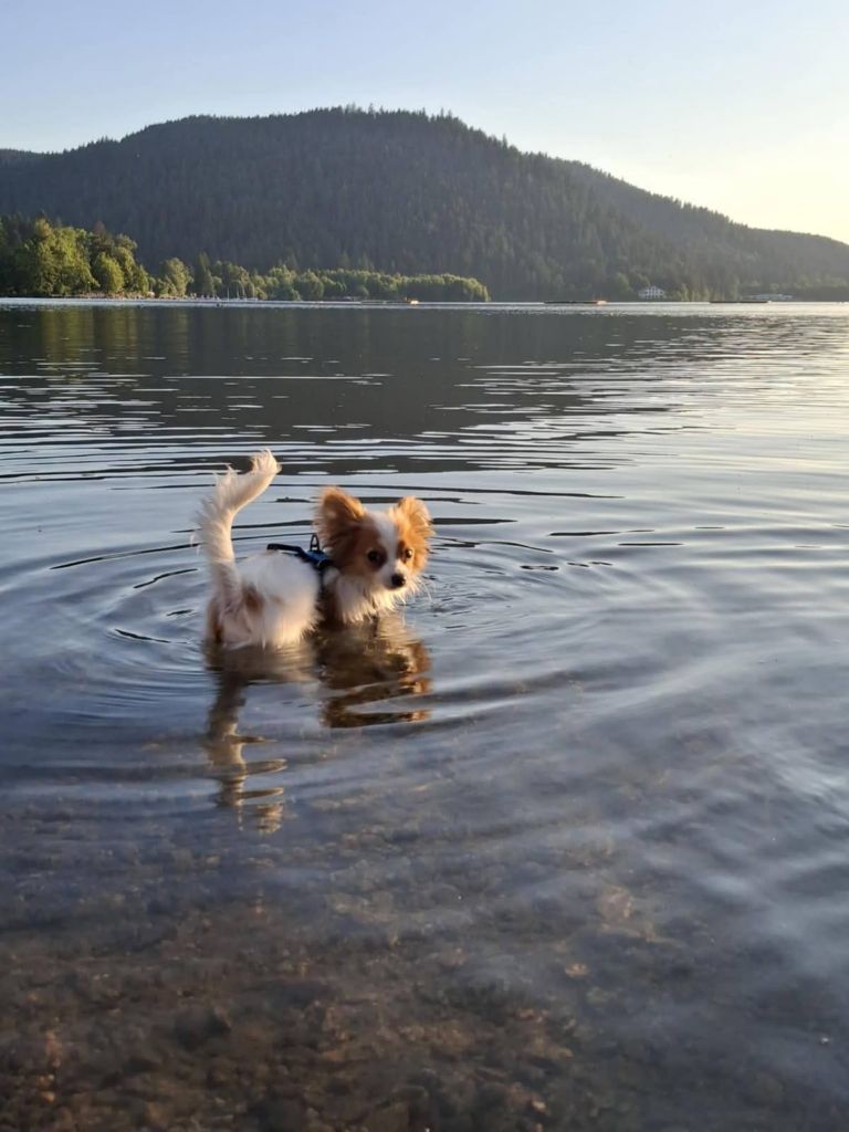 de la vallée de la Py - Reçu une photo de AIKO de la vallée de la py merci