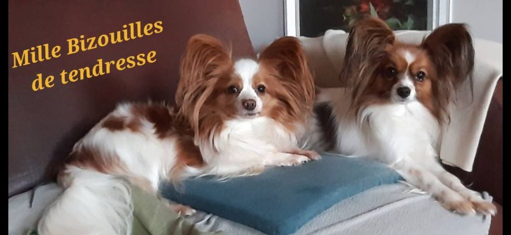 de la vallée de la Py - Reçu une photo de Pépita et Dharma de la vallée de la py merci