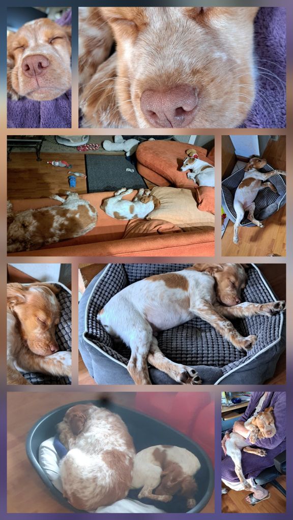 Reçu des photos de Awen de la vallée de la py merci