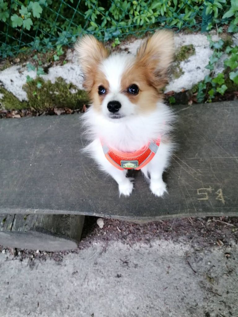Reçu une photo de Aiko de la vallée de la py merci
