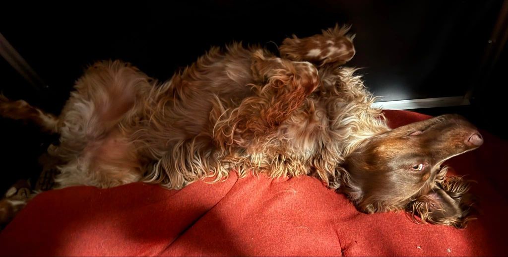 De La Vallée De La Py - Reçu une photo de Toto de la vallée de la py merci