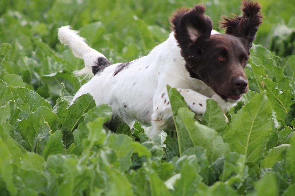 de la vallée de la Py - CONCOURS DE FIELD TRIAL D AUTOMNE 2021
