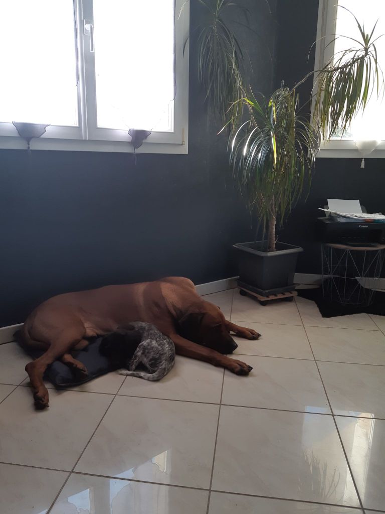 de la vallée de la Py - Reçu une photo de Rusty de la vallée de la py merci