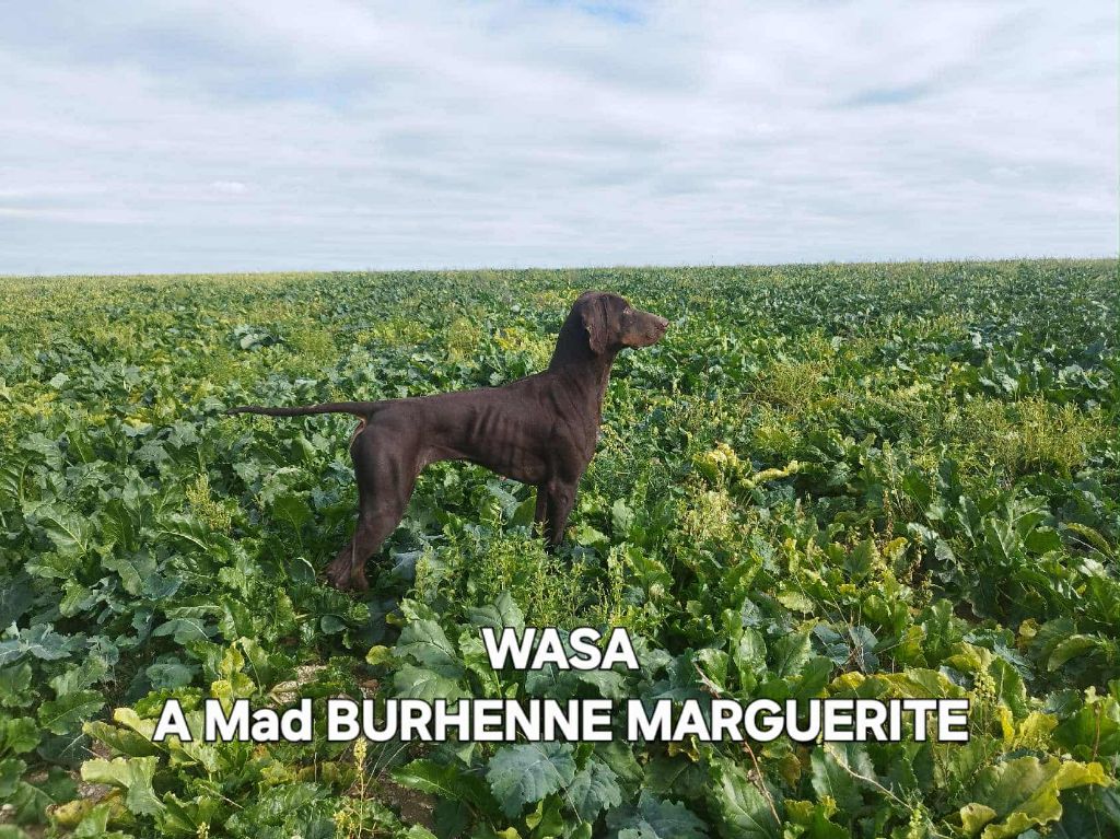 De La Vallée De La Py - CONCOURS DE FIELD TRIAL