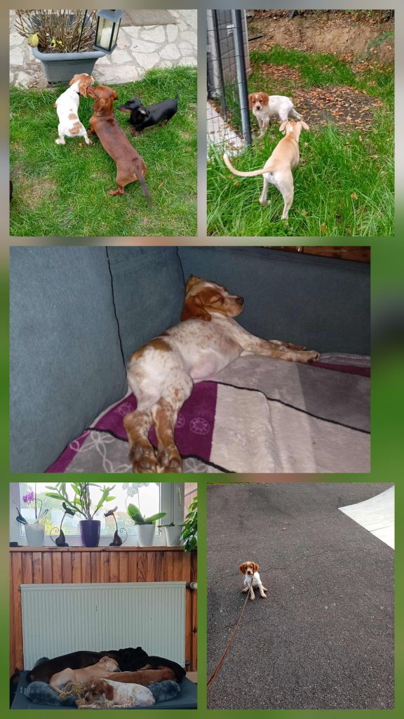 De La Vallée De La Py - Reçu des photos de Amira de la vallée de la py merci