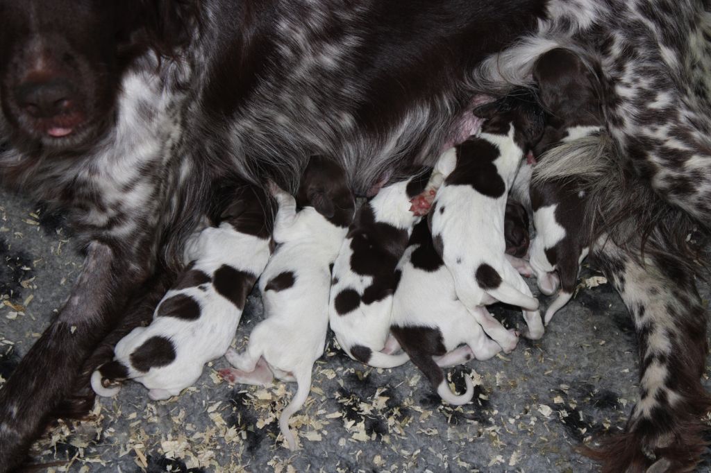 de la vallée de la Py - Les bébés de La puce et Marcus nées le 28/01/2022