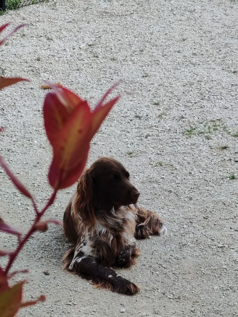 de la vallée de la Py - Reçu une photo deTiboy de la vallée de la py merci